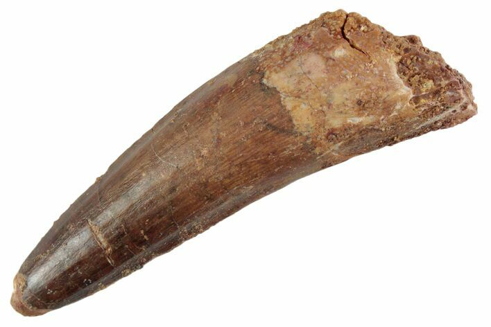 Fossil Spinosaurus Tooth - Real Dinosaur Tooth #367965
